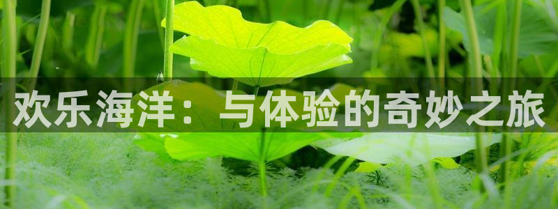 天辰娱乐注册：欢乐海洋：与体验的奇妙之旅
